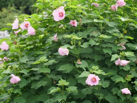 木槿花種植|ムクゲ（木槿）とは？育て方・栽培方法 